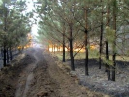 Лесной пожар Россия Сибирь