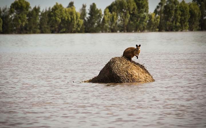 наводнение в Австралии 2010-2011, борьба со стихией, последствия катастрофы, спасательные работы