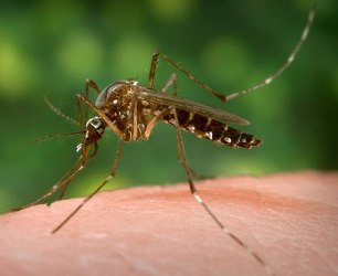 Простой способ борьбы с комарами
