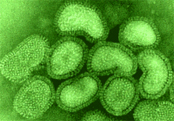 Почему возникают новые штаммы гриппа? Гипотеза американских ученых