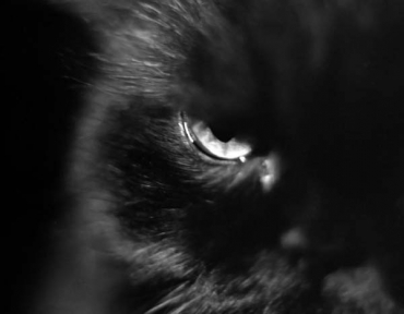 черный кот глаз юмор черный
