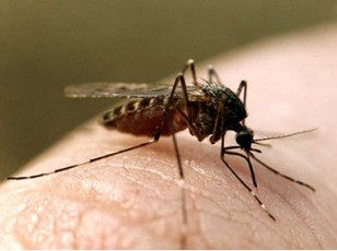Нужны надежные средства от комаров?