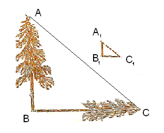 узнать высоту дерева по тени