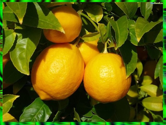 выращивание лимона в домашних условиях