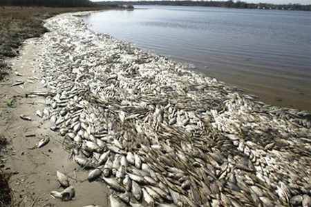 Массовая гибель животных, рыбы, птиц 2011-2014 (видео)