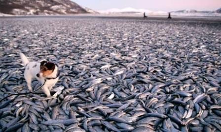 массовая гибель животных по всему миру, гибнут рыбы, насекомые, рыбы и птицы