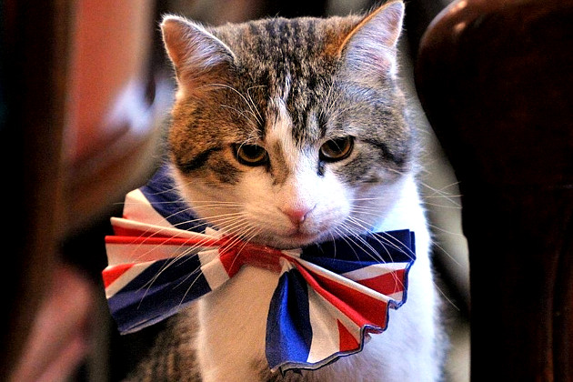 МИД Британии нанял кота для ловли мышей в историческом особняке