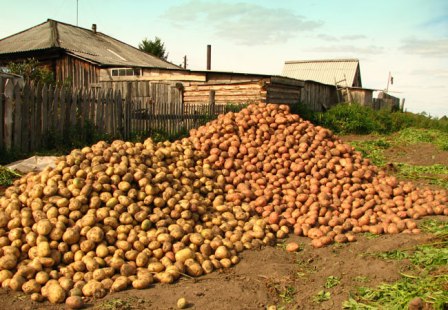 Как собрать большой урожай картофеля?